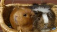 /album/meine-lieben/forst-schweinekorb-018-jpg/